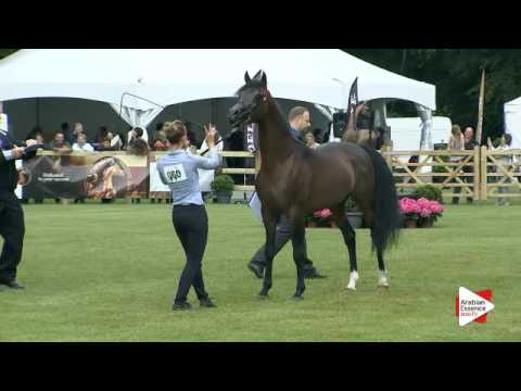 N.60 DAVOS KA - Bruges 2016 - Stallions 4 + years old - National (Class 7)