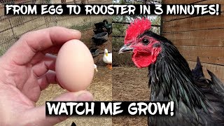 Black Australorp Chickens From Egg to Rooster in 3 Minutes!  Watch me Grow!