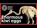 Why Is The Kiwi Egg So Big Surprising Science