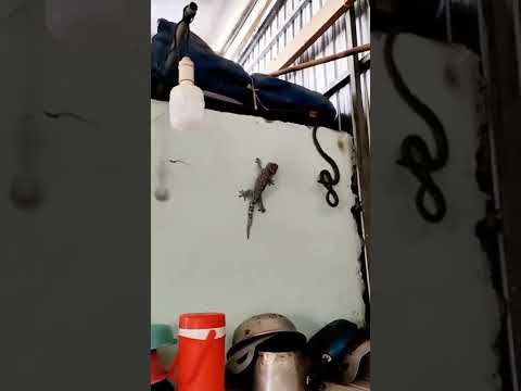 snake vs ctz #shorts #youtubeshorts