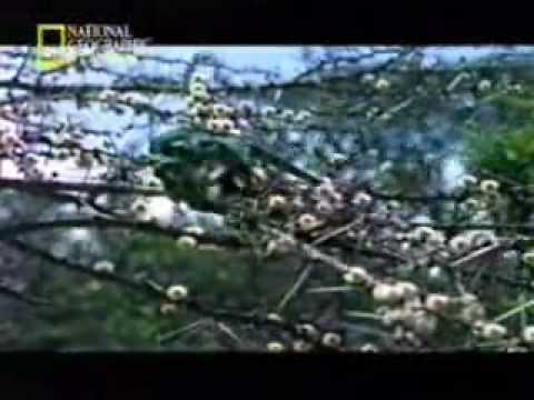cnidaria03.wmv