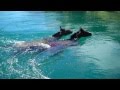 Horse Riding Patagonia Swimming Across Rivers