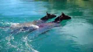 preview picture of video 'Horse riding Patagonia. Swimming across rivers .'