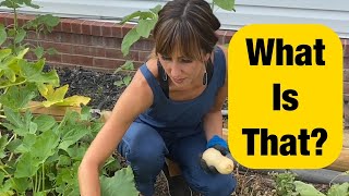 Something attacked our garden! What do we do?