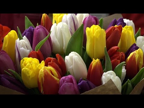 Flores ‘invadem’ Rússia no Dia da Mulher