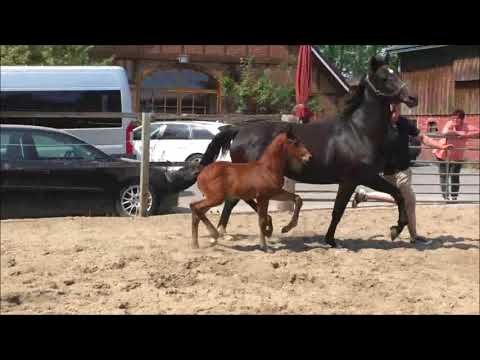 Hengstfohlen von Vitalis - Baroncelli