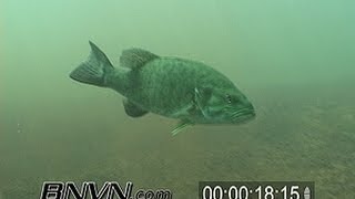 preview picture of video 'Various Small Mouth Bass Underwater Video 2006, Part 1 of 3.'