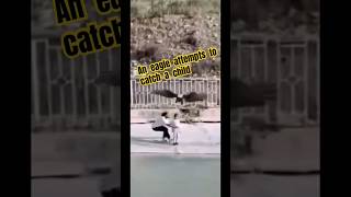 Download lagu An eagle is trying to catch a child. #wildlife #wildanimals #eagle #eagles #shorts mp3