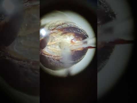 insémination artificielle des reines d'abeilles "démonstration " avec une reine morte