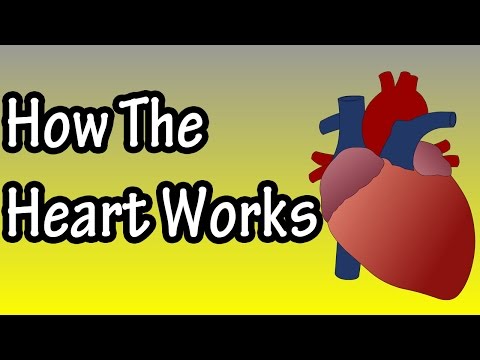 How The Heart Functions And Pumps Blood - How The Heart Works - Part And Structure Of The Heart