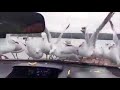 Teasing Seagulls With Fries