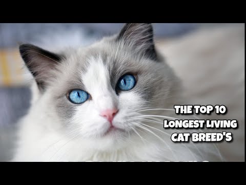 TOP 10 Longest Living Cat Breeds
