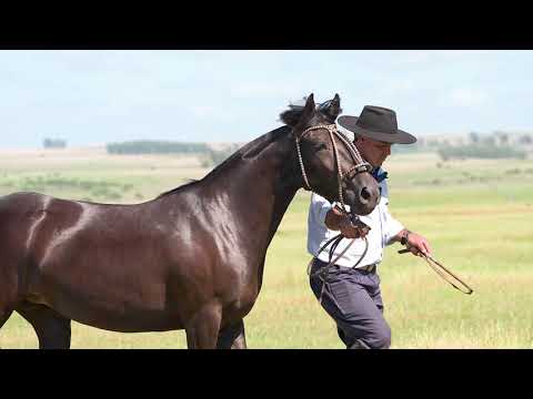 Lote 17 - Basca Jolie