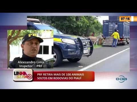 LINHA DE FOGO 13 02 2020 PRF RETIRA MAIS DE 100 ANIMAIS SOLTOS EM RODOVIAS DO PIAUí
