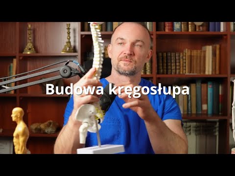 Budowa kręgosłupa - odcinki, kręgi oraz dyski
