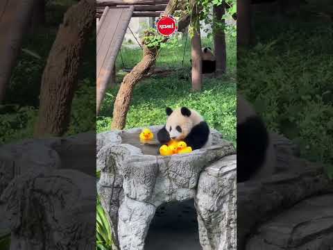 China Like Never Before | Your 2026 Travel Story Begins Here! | Kesari Tours