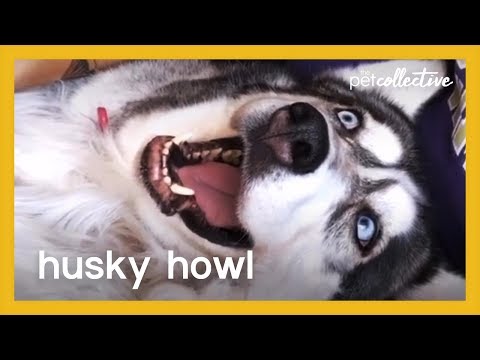 כלב האסקי מזמר - סרטון קצר וחמוד!