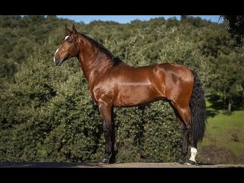 Lusitano horse | Advanced Schoolmaster Lusitano Stallion 2012 (#MP517)