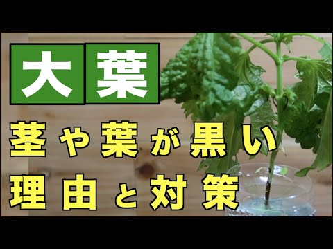 葉先が黒くなる原因と対処法