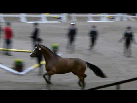 Philippe f 14 e Balou du Rouet Cassini II galopp