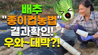 충격적 결과 김장배추 종이컵재배 결과확인 놀라운효과? planting radish cabbage