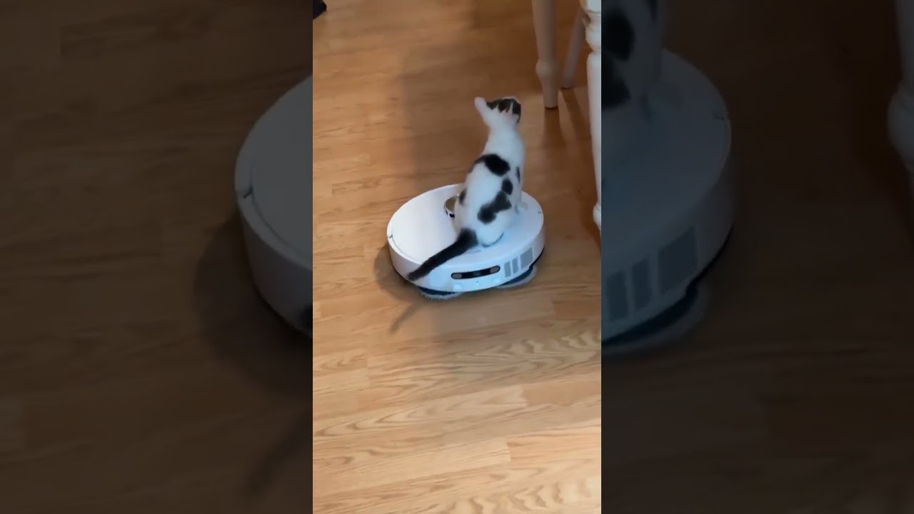 Enlarge Clora, a Adoptable Domestic Short Hair in Salisbury, NC video 4/5