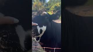 Somebody loves to be scratched #cow #farming #farmlife #shorts