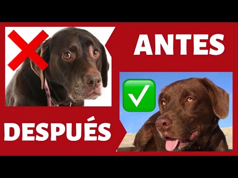 DOG with SCARED 😰 ► 🛑 My DOG is SCARED, HOW CAN I HELP HIM? (IT WORKS!) 🙌