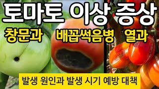 토마토 세가지 이상증상(창문과 배꼽썩음병 열과) 원인과 시기 예방대책