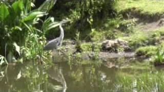 Grey Heron takes off
