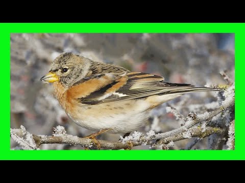 Pinka severská — chrapľavé sčípavé „zeeeep