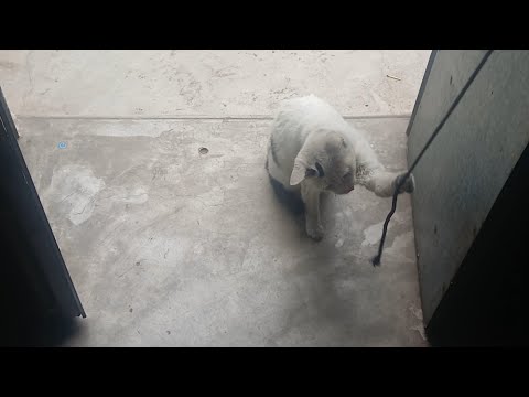 Making my cat angry 😁