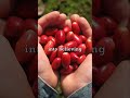 Miracle Berries Are Crazy