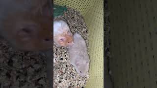 Download lagu Hamster breeding. mp3