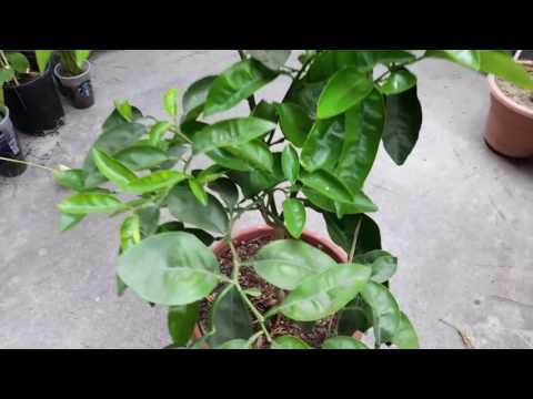 園芸 オレンジの木、スイートオレンジ