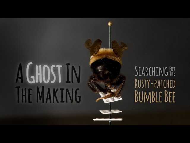 A Ghost In The Making: Searching for the Rusty-patched Bumble Bee