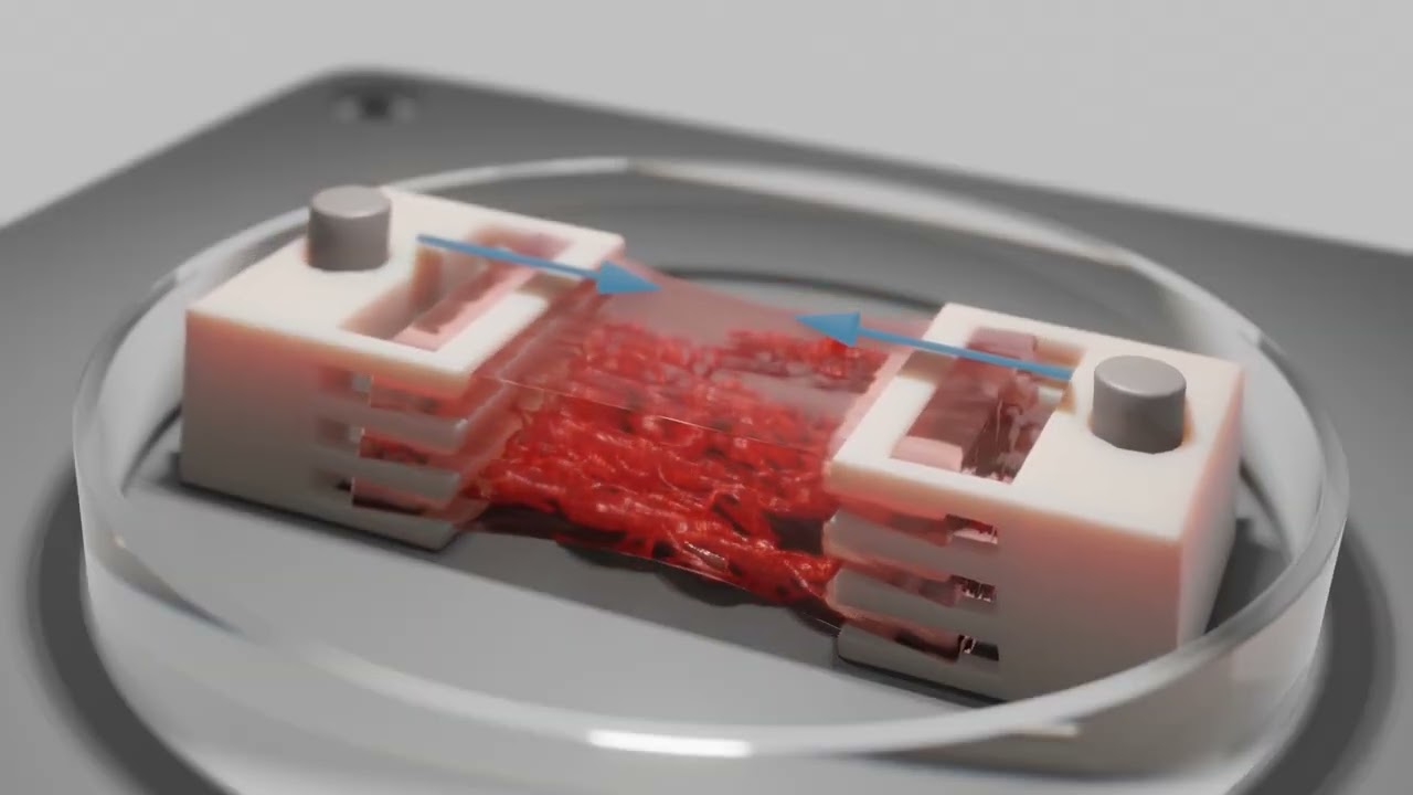 Bioprinting of Perfusable Skeletal Muscle Tissue