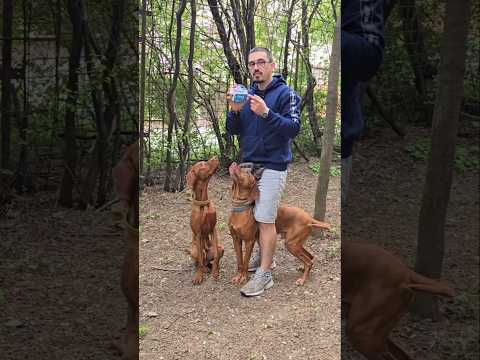 Daca vrei ca blanosul tau sa exploreze in siguranta prin natura, incearca si tu zgarda Foresto 😊🐶