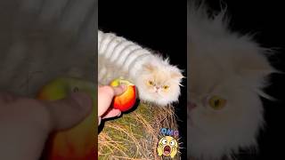 Download lagu Kucing ulat bulu #cats #ai #cat #trandingshorts mp3 Download lagu Kucing ulat bulu #cats #ai #cat #trandingshorts mp3
