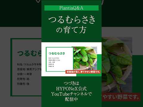 芳香植物と薬用植物の最近の傾向は、自然の驚異と台所医学を統合します