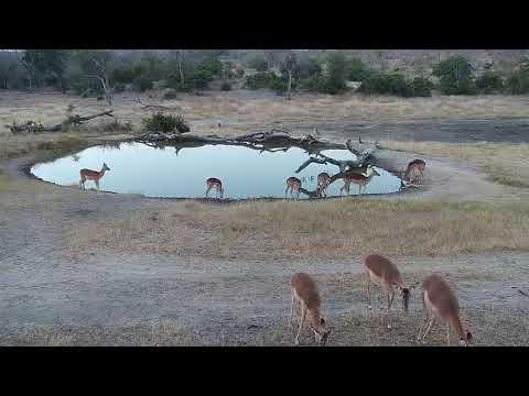 Djuma: Impala herd enjoys a drink now that Leopard moved away from it - 17:11 - 06/25/19