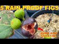 5 Must Have Figs For EVERY Garden That Resist Rain And Humidity