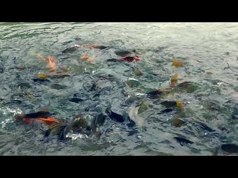 Tu Haqeeqat hai main sirf ehsaas hoon