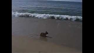 preview picture of video 'dulcita bouledogue bulldog plage'