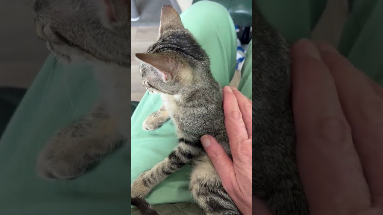 Enlarge Sweet Heart my little girl, a Adoptable mixed breed in Eagle Point, OR video 2/6