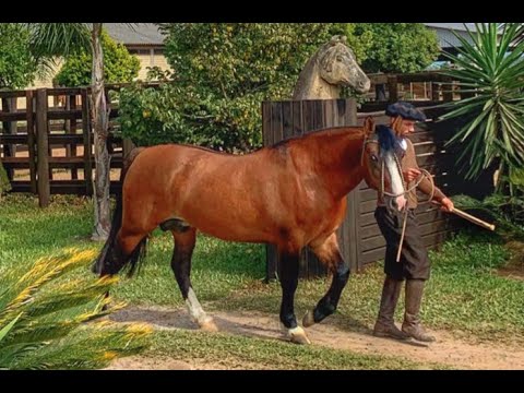 Lote 01 JUSTICEIRO DA CABANHA SANTA FÉ