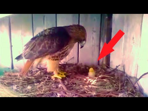, title : 'Un fermier a déposé un œuf de poule dans le nid d'un aigle, et voici ce qui est arrivé au poussin...'