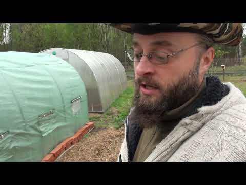 Ogrodowe pierdamony 51 - sadzonki z wysyłką