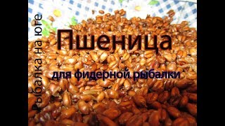 Молотая пшеница на прикормку