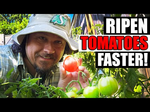 Solutions To Blossom End Rot In Tomatoes etc